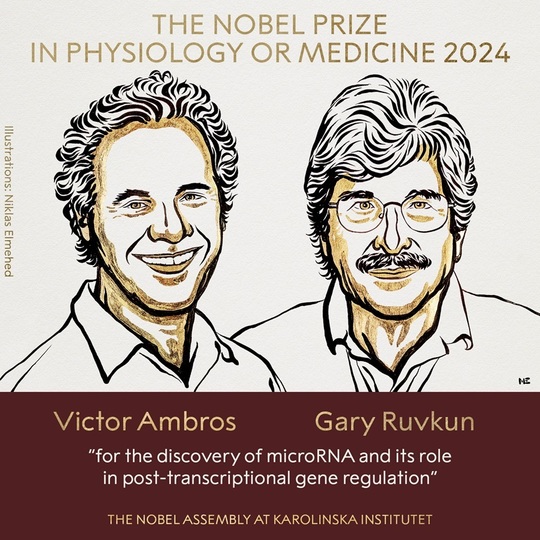 Premiul Nobel pentru Medicină 2024 a fost acordat cercetătorilor Victor Ambros şi Gary Ruvkun pentru descoperirea microARN