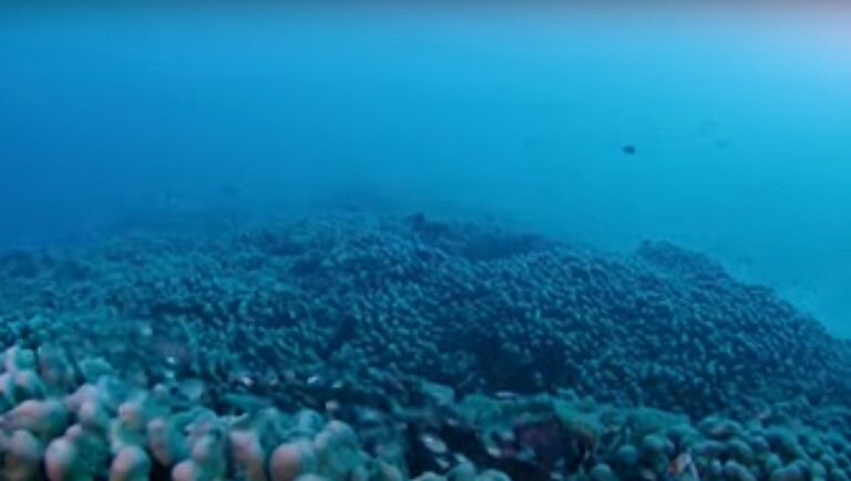 VIDEO | Cel mai mare organism din lume, vizibil din spaţiu, are peste 300 de ani. Unde a fost descoperit
