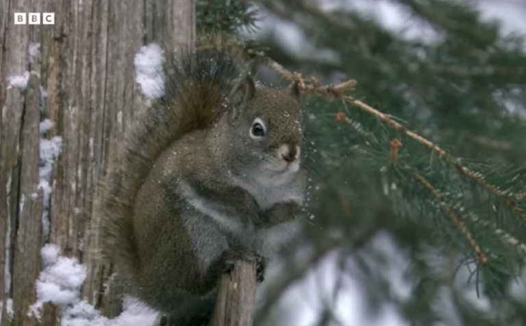 VIDEO | Cum supraviețuiesc animalele iernilor înghețate?