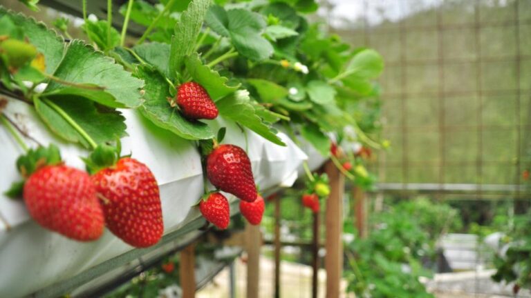 Two charged in Romania with €2.1 million fraud involving EU agricultural funds