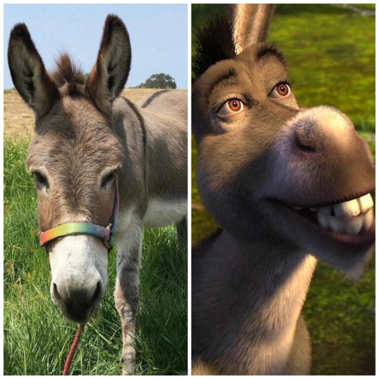 VIDEO | Măgarul Perry, care a inspirat personajul Donkey din „Shrek”, a murit