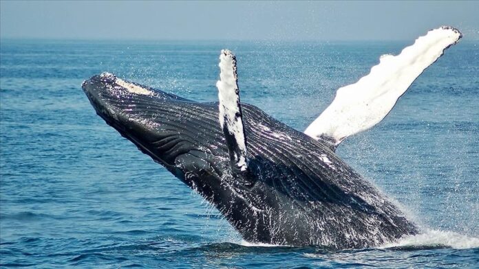 Balena2