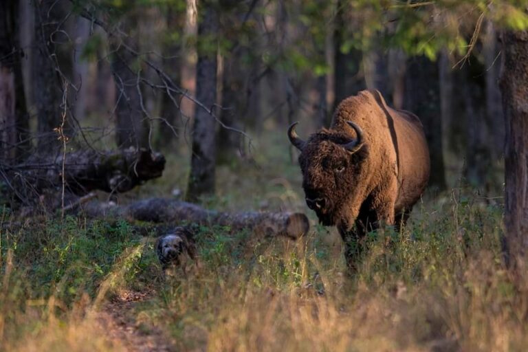 Parcul Natural Vânători-Neamț, locul în care te poți plimba printre zeci de zimbri aflați în libertate