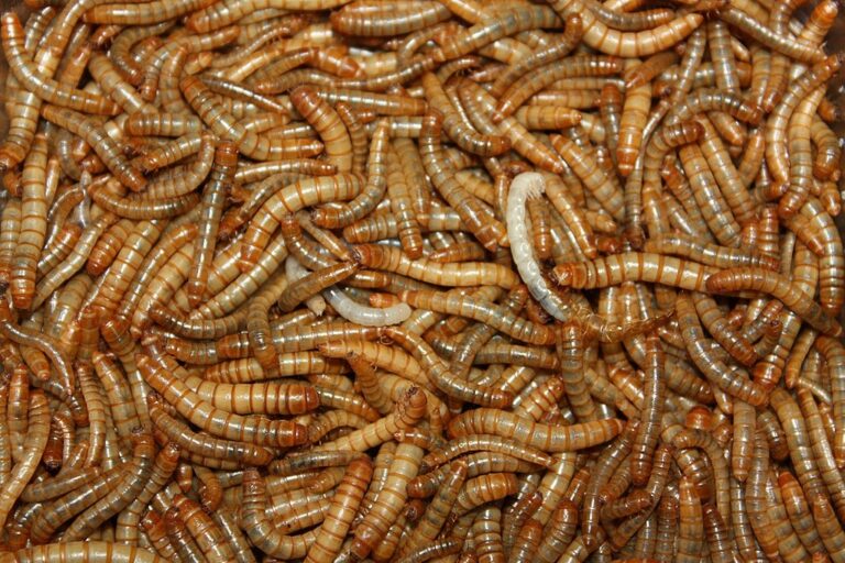 Pudra din larve de gândaci de făină, introdusă pe piața alimentară conform unui regulament al Comisiei Europene