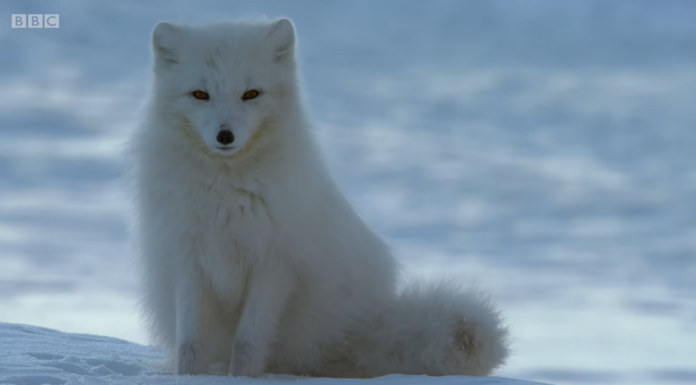 animale iarna