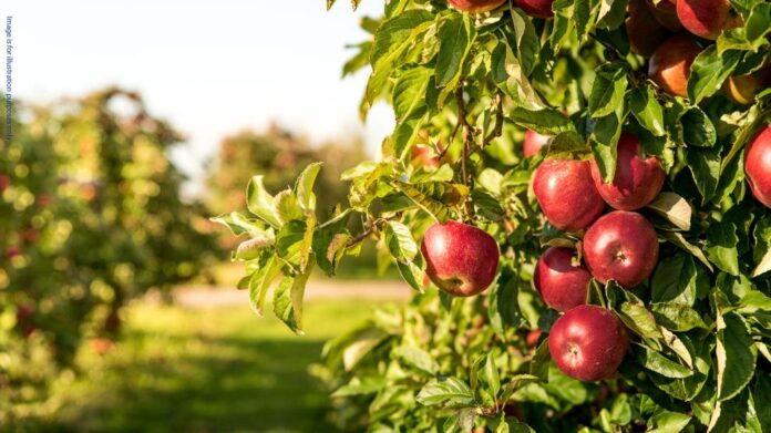 EPPO indicts nine individuals and two companies in Romania for misuse of agricultural funds
