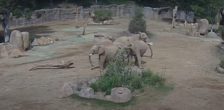 VIDEO | Cinci elefanţi de la grădina zoologică din San Diego, surprinşi formând un ”cerc de alertă” pentru a proteja un pui în timpul cutremurului de magnitudinea 5,2 de luni în California