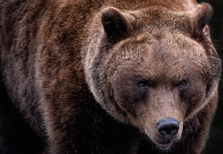 Man killed by bear in Bulgaria in first fatal attack in 16 years