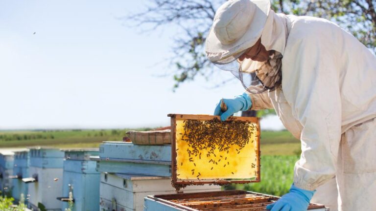 Romania: Over 300 searches in €1.32 million EU subsidy fraud involving beekeeping