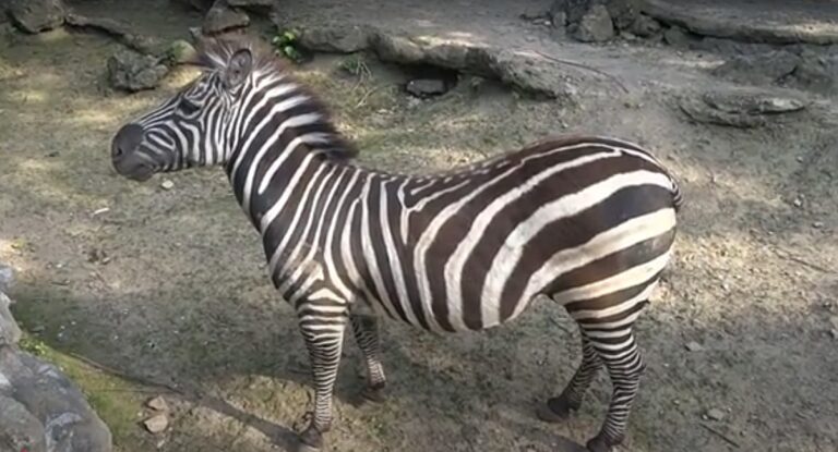 VIDEO | Trei răniţi uşor la Belgrad, după ce o zebră a scăpat de la grădina zoologică