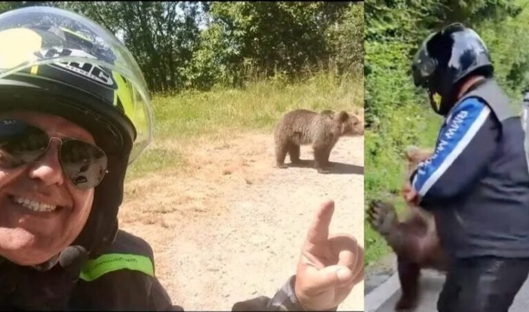 Italianul ucis de o ursoaică pe Transfăgărăşan se oprise să-i dea de mâncare / Cu o zi înaintea atacului, motociclistul postase fotografii cu urşi pe marginea drumului