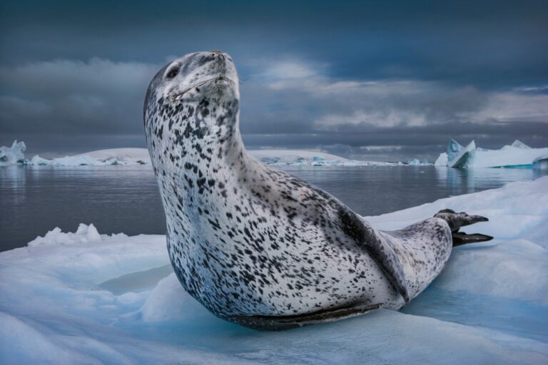 VIDEO | Focile-leopard din Antarctica interpretează „cântece” care se aseamănă cu rimele copiilor de grădiniță