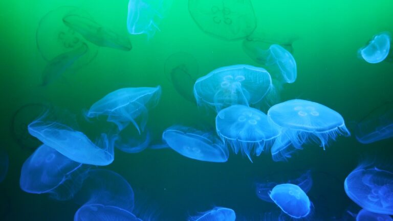 Why did a nuclear power plant shut down in France? Not war, but rather…jellyfish