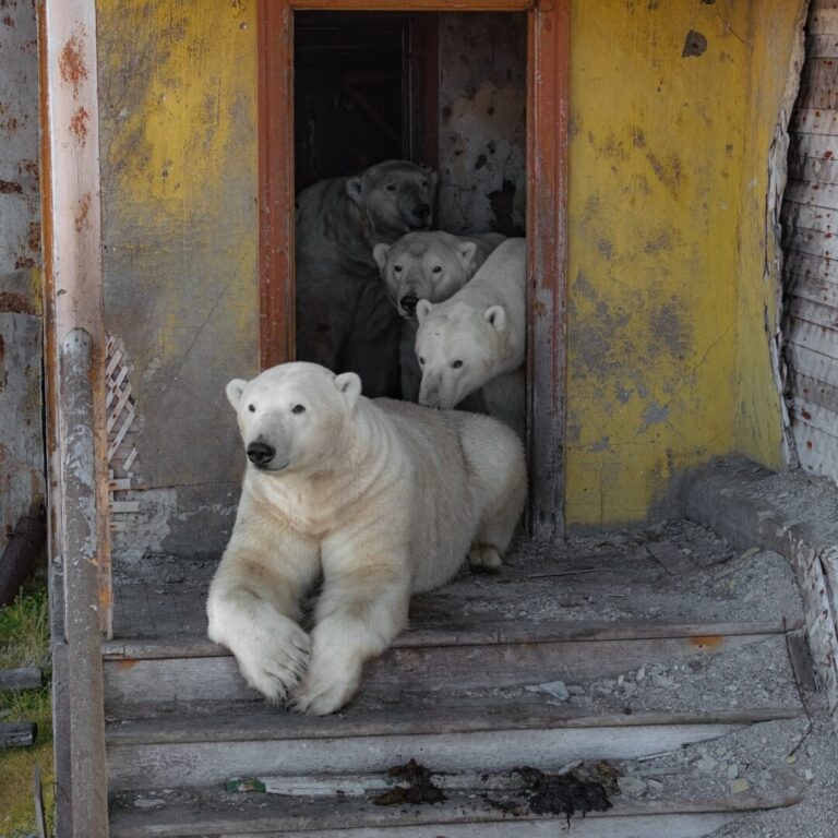 FOTO/VIDEO | Urșii polari au ocupat o stație de cercetare abandonată din zona Arcticii