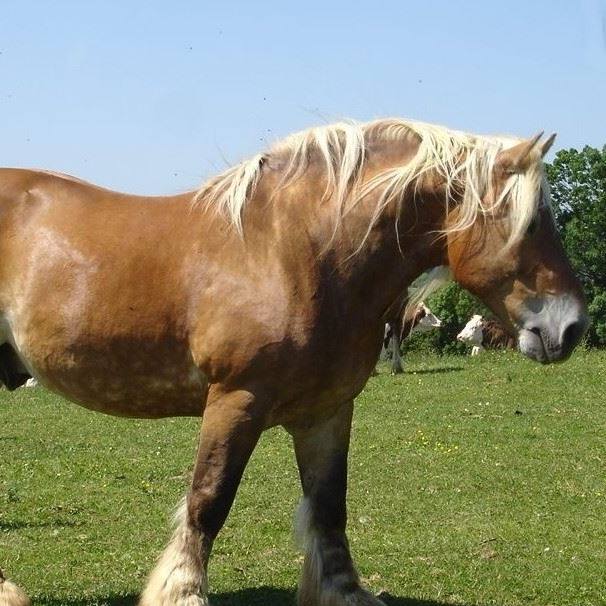 Șapte arestări în Franța și România într-un dosar de trafic de cai de tracțiune