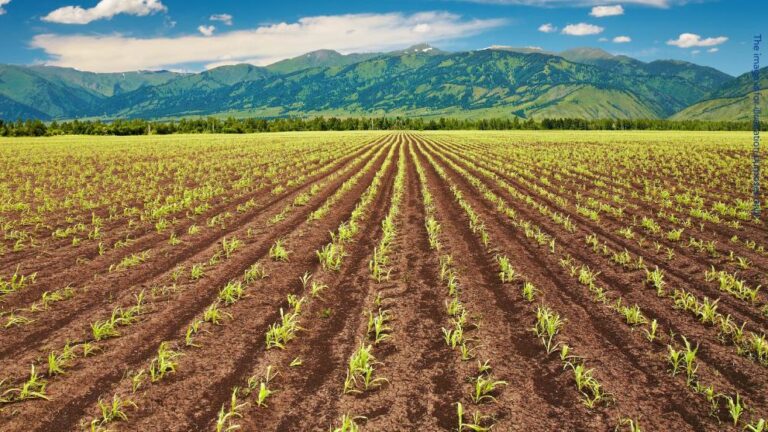 European prosecutors conduct searches in Bulgaria agricultural subsidy fraud investigation 