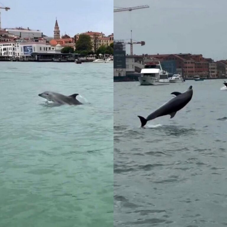 Delfinul Mimmo încântă turiștii din Veneția, dar îi îngrijorează pe experți
