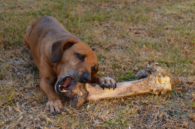 The Romanian magistrates attack on the deputy premier shows the top justice body is just a rabid pack of dogs baring its fangs