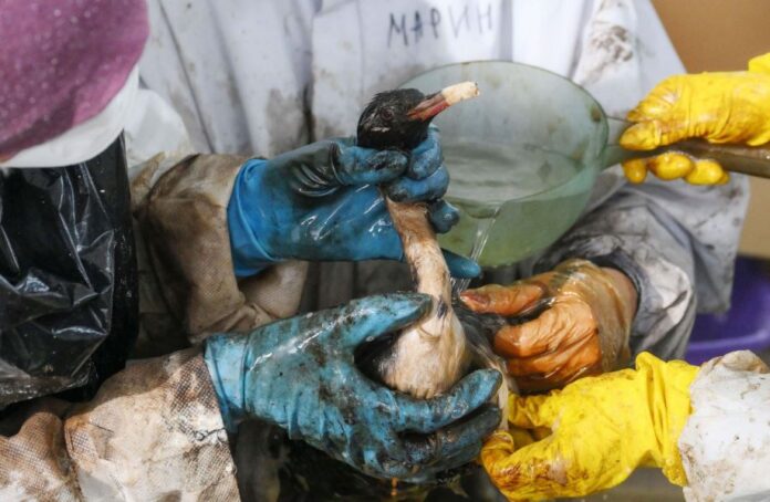 Negrul e alb, petrolul e apă. Cum mint autoritățile ruse când vine vorba de poluarea Mării Negre din cauza războiului