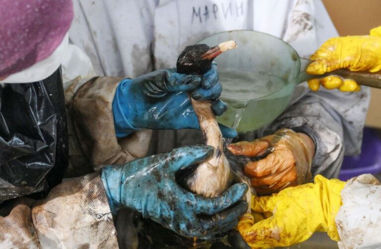Negrul e alb, petrolul e apă. Cum mint autoritățile ruse când vine vorba de poluarea Mării Negre din cauza războiului
