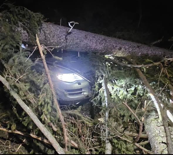 Copaci doborâți de furtună la Sinaia/ Un arbore a căzut peste o mașină