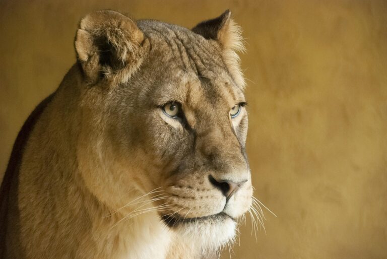 VIDEO | Un adolescent care visa să îmblânzească lei a fost sfâşiat mortal după ce a intrat în ţarcul de la o grădină zoologică din Brazilia
