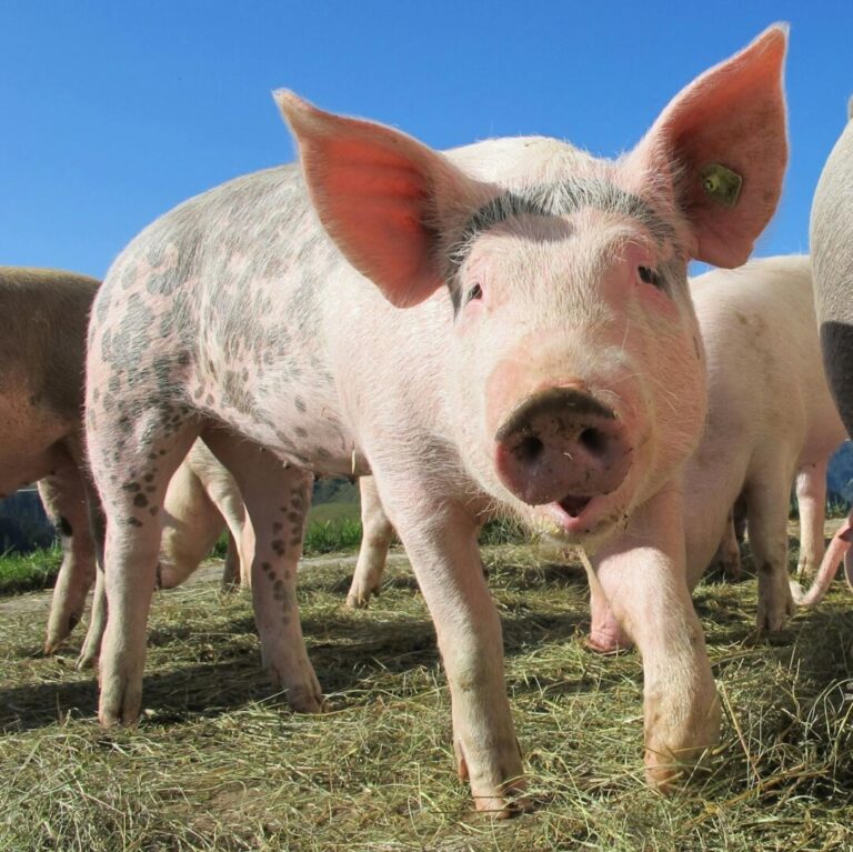 Spania anchetează dacă focarul de pestă porcină din Catalonia are la origine o scurgere de laborator
