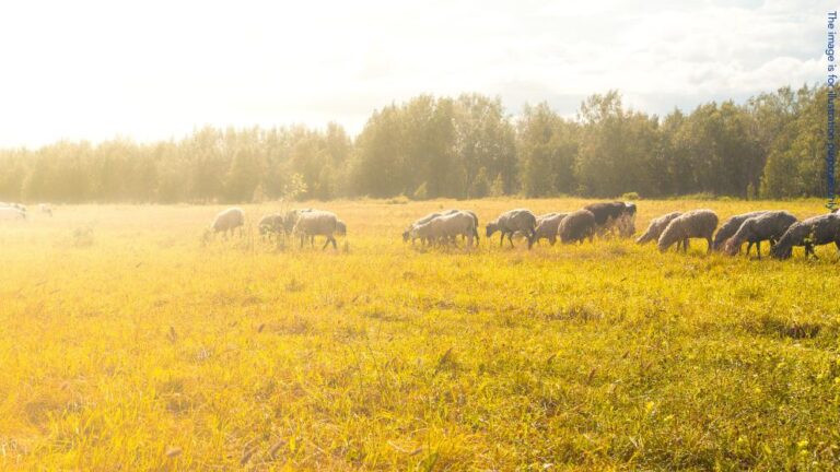 EPPO seizes assets from livestock farmers in Italy suspected of fraudulent grazing activities