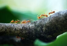Furnicile, un pur produs al schimbărilor de mediu din trecut – studiu