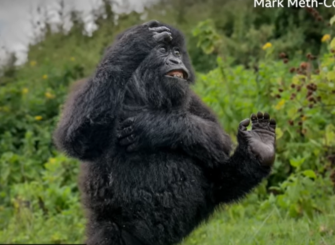 VIDEO | Cele mai amuzante fotografii cu animale sălbatice, în 2025