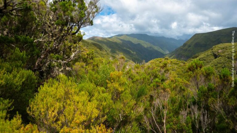 European prosecutors in Portugal carry out searches on suspicion of €3.6 million subsidy fraud in Madeira
