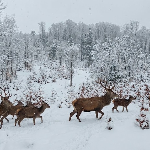 Imagini de poveste cu animale sălbatice din pădurile României, acoperite de zăpadă