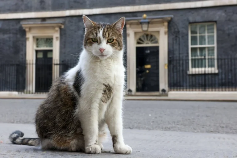 Motanul Larry împlineşte 15 ani în Downing Street 10