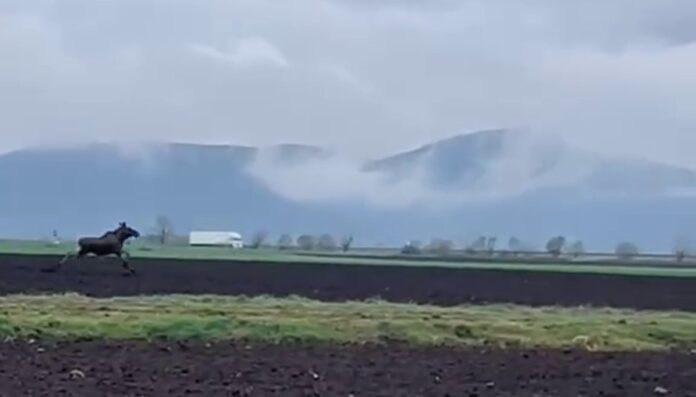 elan-alba-ajvps-felix-dragomir-e1774866203309.jpg