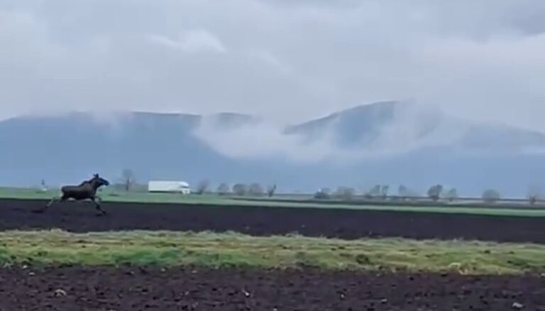 VIDEO | Moose spotted in Romania for first time in 200 years