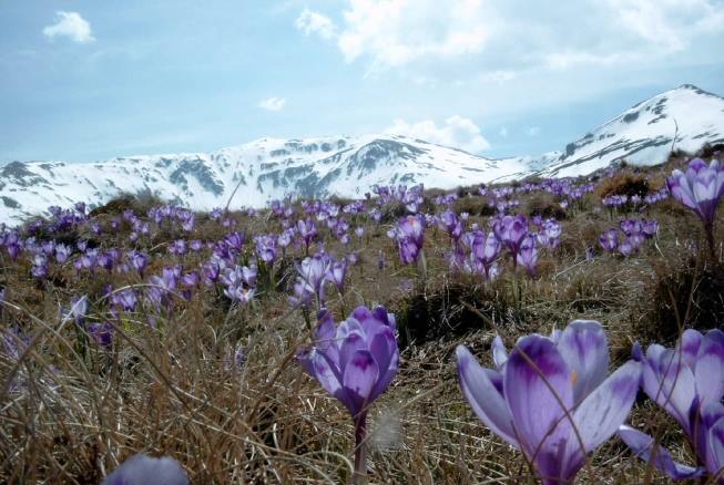 Minus 13 grade Celsius în Munții Rodnei. În Maramureș, la șes, culturile pomicole afectate de îngheț