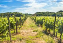 European prosecutors conduct probe in Croatia into corruption and subsidy fraud involving agricultural funds