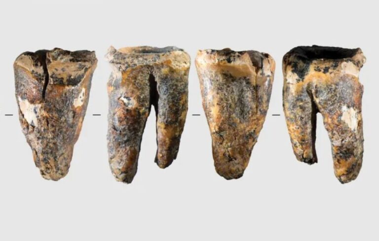 Acum 60.000 de ani, oamenii de Neanderthal mergeau la stomatolog