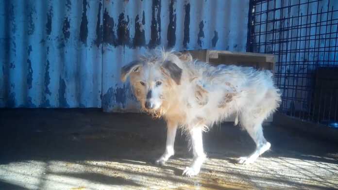 PHOTOS | investigation uncovers systemic neglect in Romanian public dog shelters
