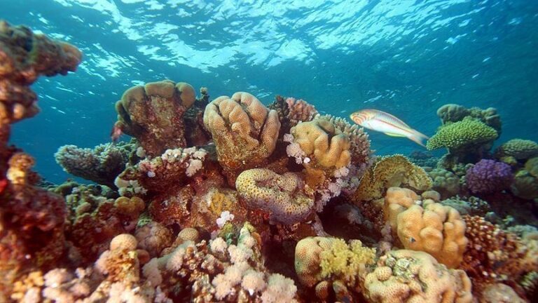 Zone vaste de recife de corali ar putea rezista la efectele schimbărilor climatice – studiu