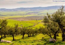 57 convicted in Greek €1.7 million agricultural subsidy fraud