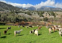 European prosecutors indict 22 in ongoing probe into large-scale agricultural subsidy fraud