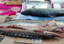 Romanian authorities have seized at least 6.5 tons of sturgeon from poaching in last decade