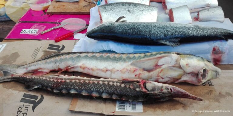 Romanian authorities have seized at least 6.5 tons of sturgeon from poaching in last decade
